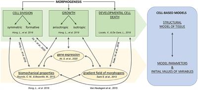 A Sight on Single-Cell Transcriptomics in Plants Through the Prism of Cell-Based Computational Modeling Approaches: Benefits and Challenges for Data Analysis